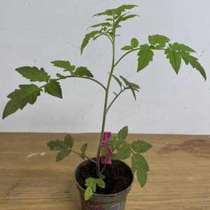 Tomatplanta: Röd pärontomat
