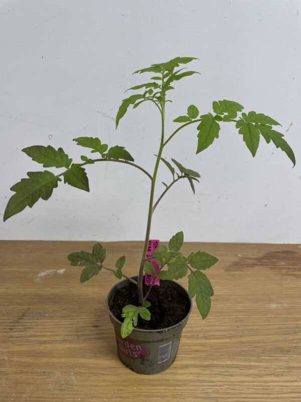 Tomatplanta: Röd pärontomat
