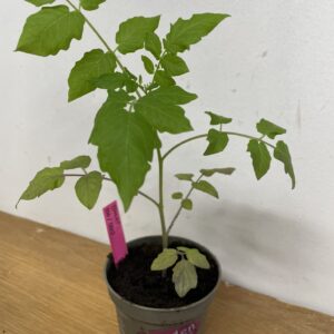 Tomatplanta: 100/1000
