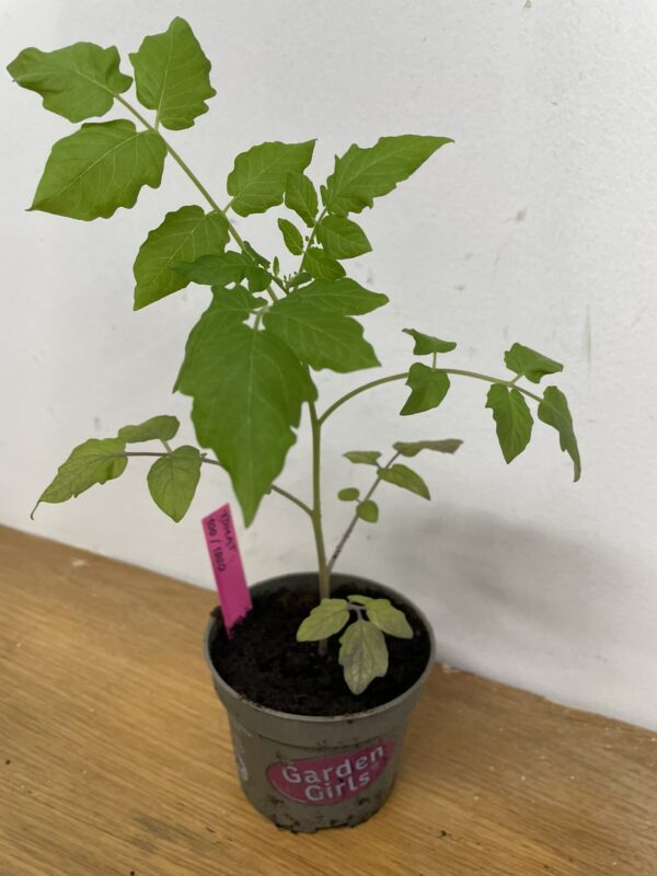 Tomatplanta: 100/1000