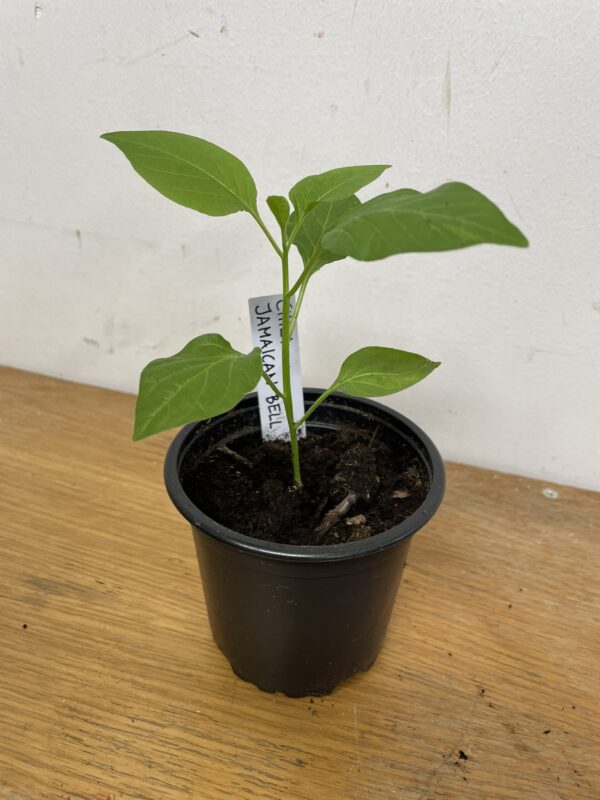 Chiliplanta: Jamaican Bell