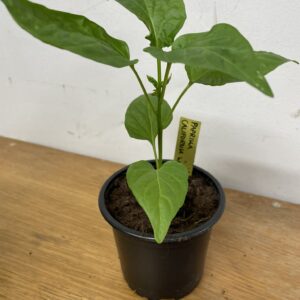 Paprikaplanta: California Wonder