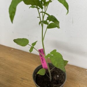 Tomatplanta: Vesuvio Giallo