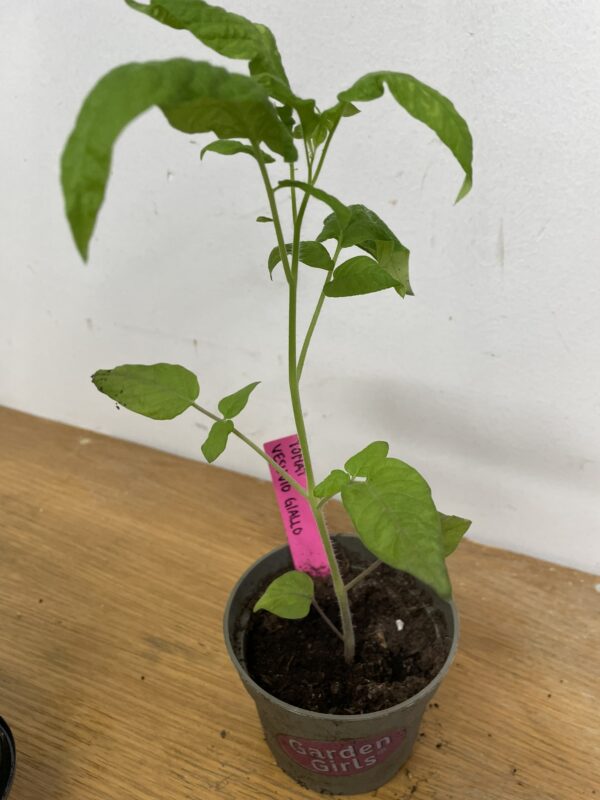 Tomatplanta: Vesuvio Giallo