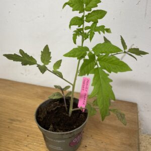 Tomatplanta: Money Maker