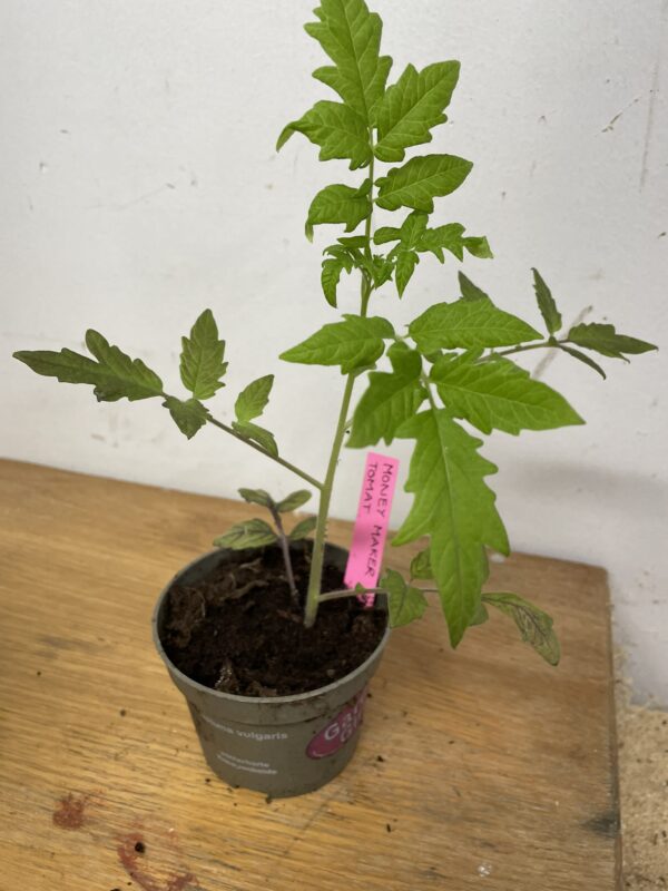 Tomatplanta: Money Maker