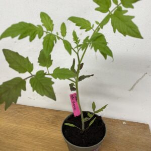 Tomatplanta: Röd blomme