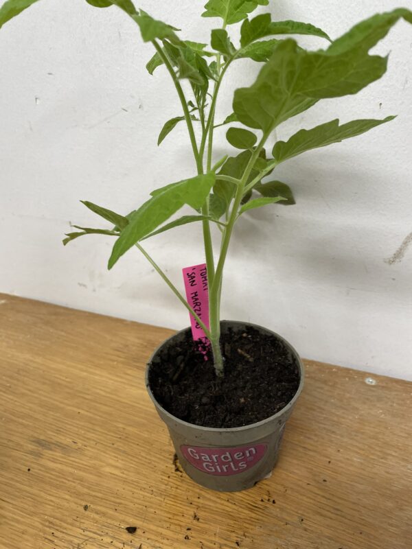Tomatplanta: San Marzano