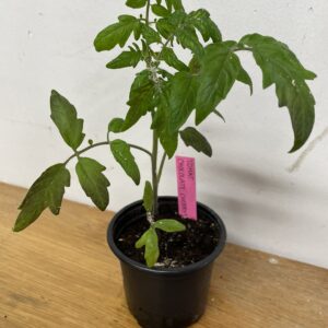 Tomatplanta: Chocolate Cherry