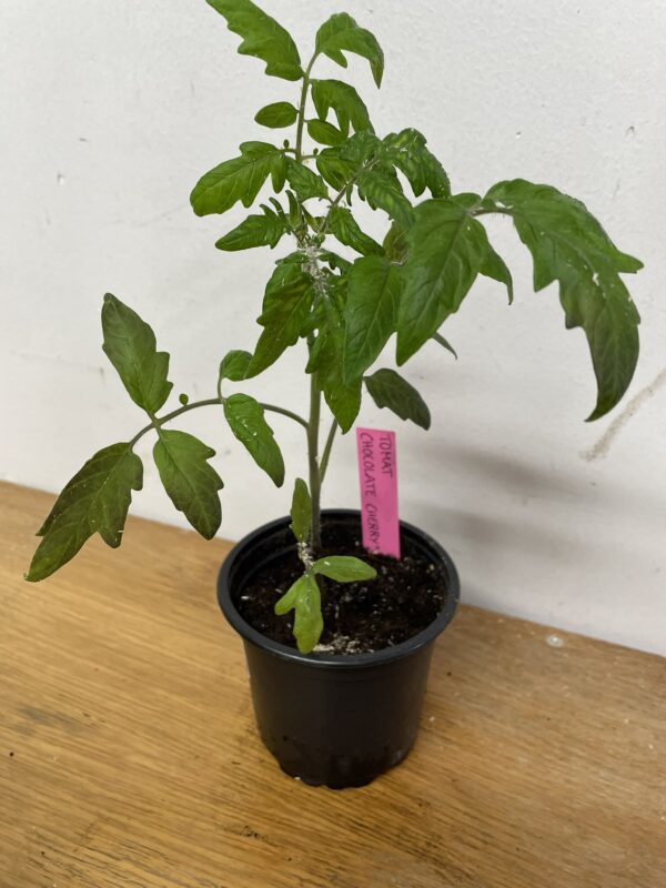 Tomatplanta: Chocolate Cherry