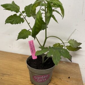 Tomatplanta: Supersweet