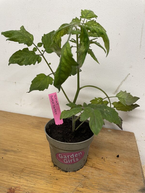 Tomatplanta: Supersweet