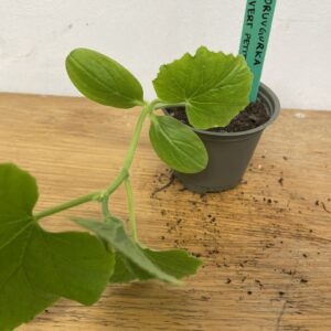 Gurkplanta: Vert petit de Paris