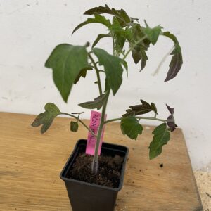 Tomatplanta: Röda Heinz