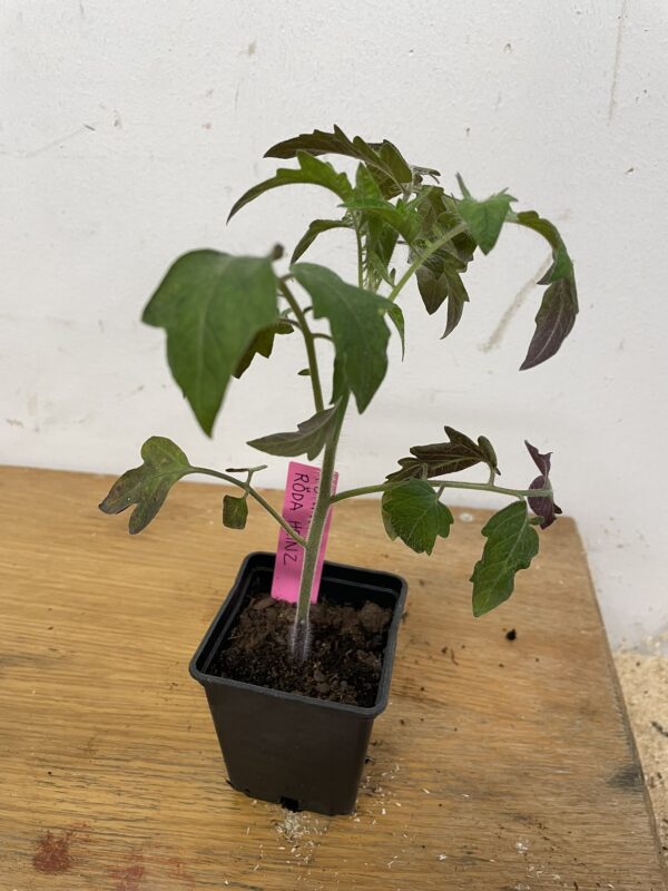Tomatplanta: Röda Heinz