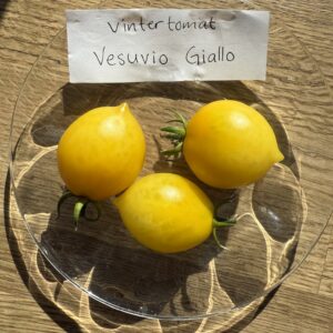 Fröer - Vesuvio Giallo