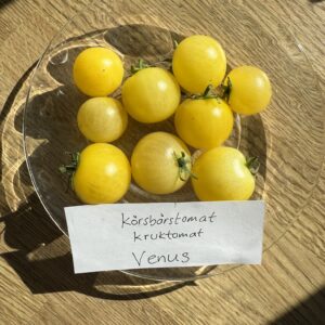 Fröer - kruktomat Venus